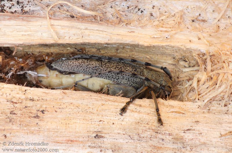 kozlíček osikový, Saperda carcharias, Cerambycidae, Saperdini (Brouci, Coleoptera)
